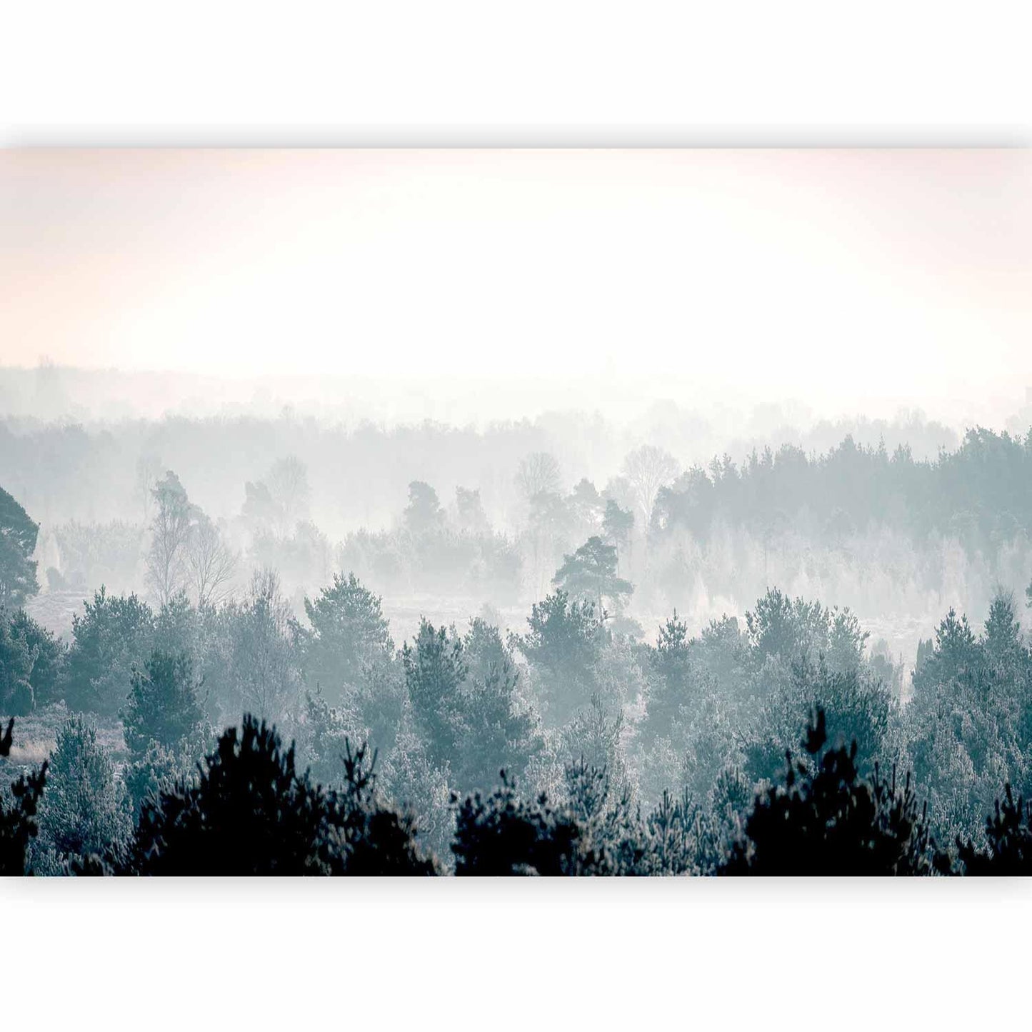 Vinterskogen