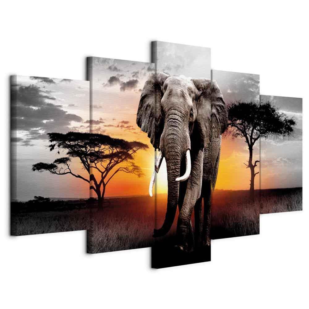 Elefant ved solnedgang