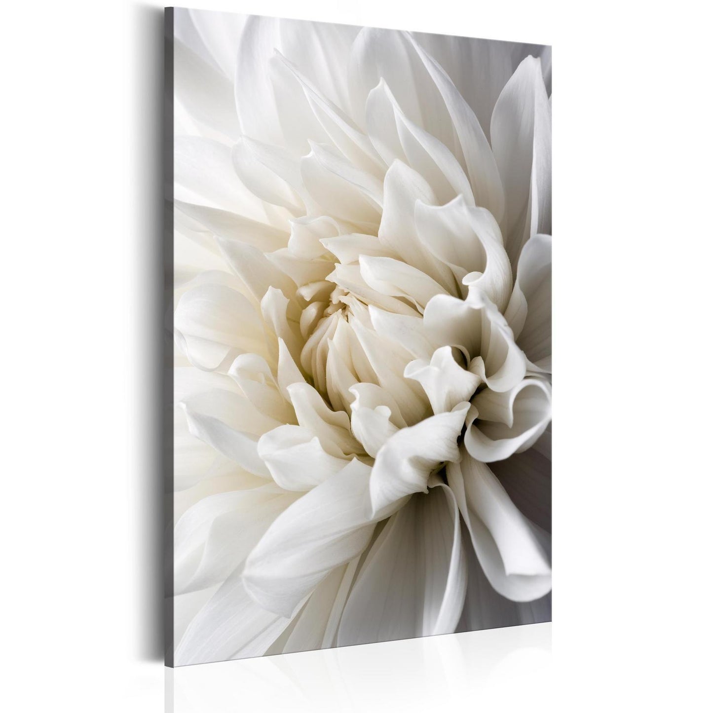 Hvit dahlia