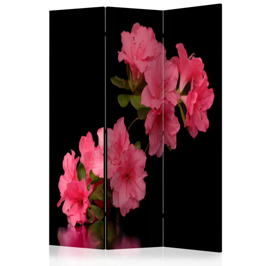Azalea i svart