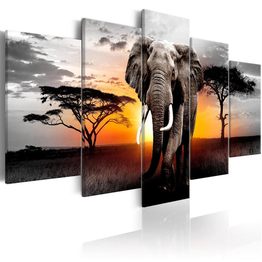 Elefant ved solnedgang