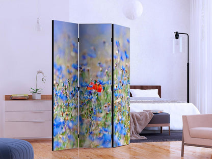 En himmelfarget eng - Kornblomster