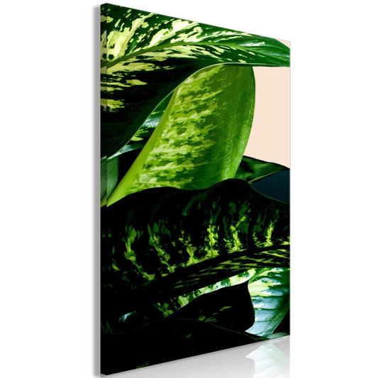 Dieffenbachia (1 del) Vertikal