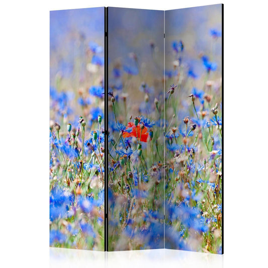 En himmelfarget eng - Kornblomster