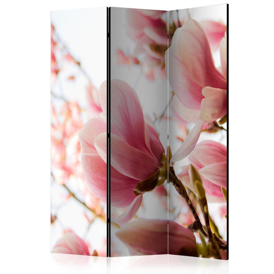 Rosa magnolia