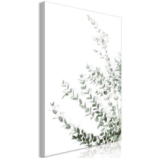 Eucalyptus Parvifolia (1 del) Vertikal